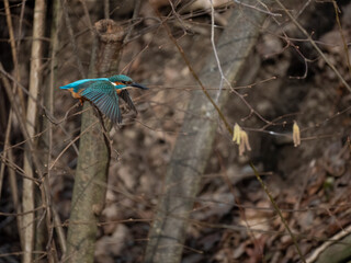 Eisvogel (Alcedo atthis)