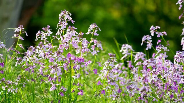Bouquet of gently lilac Matthiola flowers on field. nature plants. beautiful flower. purple colour