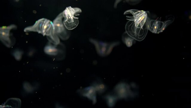 Group of Comb Jellies Bioluminescence Jellyfish