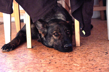 Beautiful German Shepherd lies under a chair in the kitchen