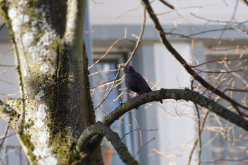 Male eurasian blackbird (Turdus merula) perched on tree branch in Zurich, Switzerland