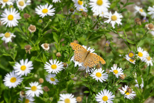 Silver-washed Fritillary butterfly (Argynnis paphia) sitting on a daisy in Zurich, Switzerland