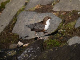 Wasseramsel (Cinclus cinclus)