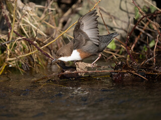 Wasseramsel (Cinclus cinclus)