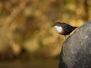 Wasseramsel (Cinclus cinclus)