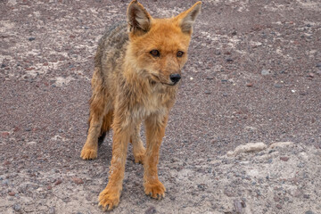Encounter with a wet Culpeo (Lycalopex culpaeus), also known as Andean fox or Andean wolf, at 5,000 meters altitude, La Cumbre, Bolivia