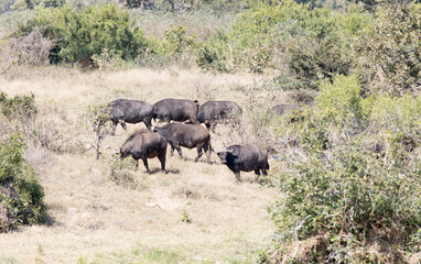 Naklejka na ściany i meble Photo of group of African buffalo
