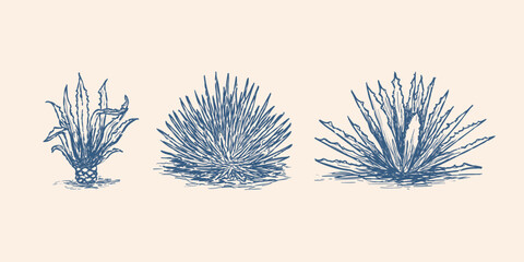 agave retro sketch illustration. Tequila plant ingredient vector