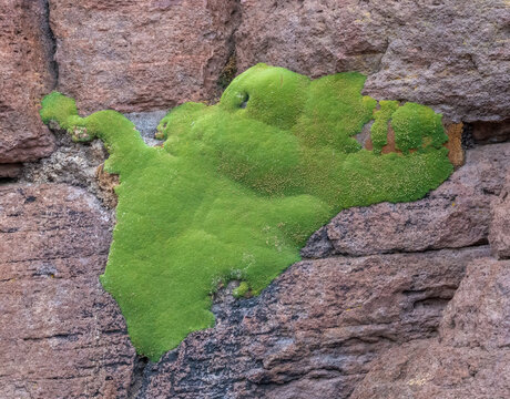 Yareta (llareta, Azorella) an evergreen cushion plant native to the South American Altiplano in Bolivia, Peru, Chile and Argentina. Ollague volcano, Potosi, Bolivia