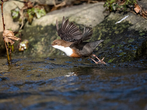 Wasseramsel (Cinclus cinclus)