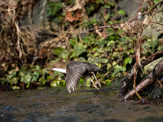 Fototapeta premium Wasseramsel (Cinclus cinclus)