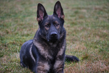 beautiful gray German Shepherd dog in a meadow in Sweden countryside