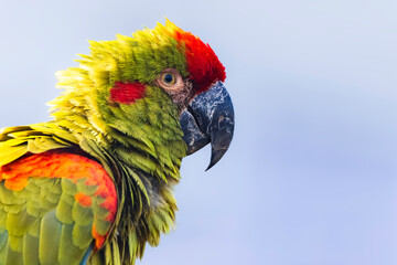 Nahaufnahme eines Rotohrara