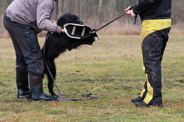 Giant Schnauzer during protection training