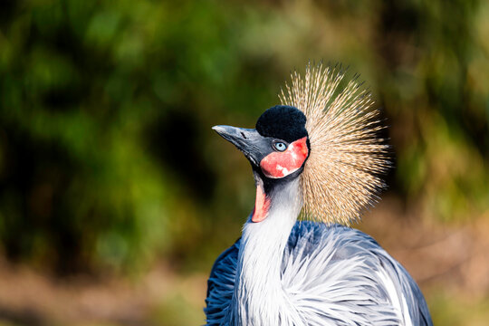Ostafrikanischer Kronenkranich