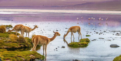 Nature show: vicuñas or vicunas (Lama vicugna) and flamingos in the spectacular landscape of the...