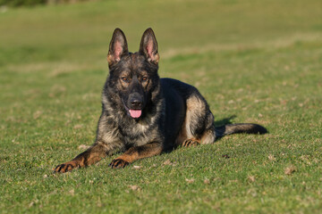 beautiful gray German Shepherd dog in a meadow in Sweden countryside