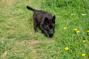 beautiful, adorable black German Shepherd puppy in Bredebolet Skaraborg Sweden