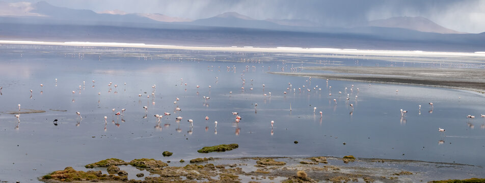 The incredible beauty of the landscapes and wild life of Laguna Colorada, Eduardo Avaroa National Reserve,