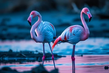 Deurstickers Pink flamingos bird in the lake. © Pacharee