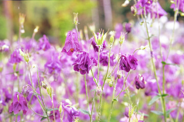Aquilegia vulgaris flowers blooming with white bright petals. Spring blurred background of nature. Purple color. Low mountain range.
