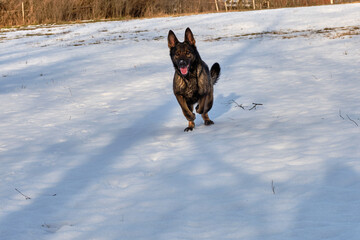 beautiful black German Shepherd she-dog running in a meadow in Sweden countryside