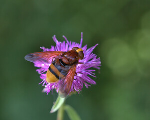  Hornet mimic hoverfly on a purple flower 