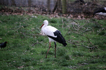 A close up of a White Stork