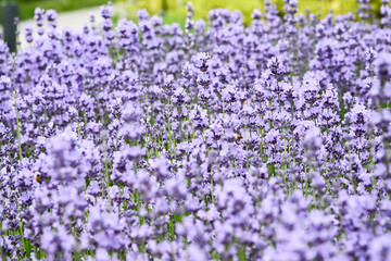 Obraz premium Beautiful Lavandula angustifolia flowers.