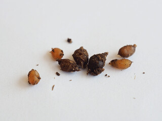 Macro Closeup Shot of Earthworm Eggs.  Isolated or Die Cut on White Background.