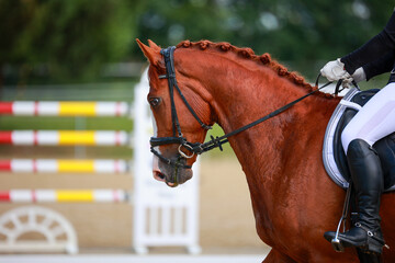 Dressage horse, horse dressage in tournament close-up with space for text.