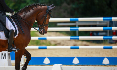 Dressage horse, horse dressage in tournament close-up with space for text.
