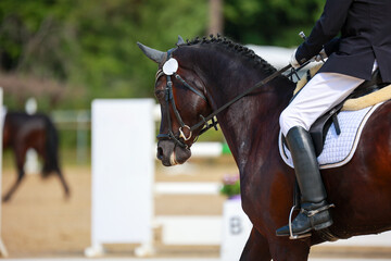 Dressage horse, horse dressage in tournament close-up with space for text.
