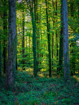 Kingley Vale National Nature Reserve © Lucas