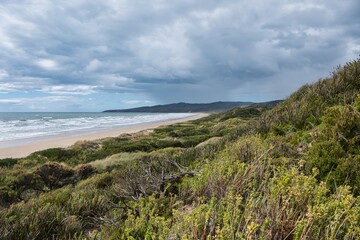 Wild and beautiful Tasmanian coastline in Narawntapu-National Park, Tasmania, Australia. Lush green bushes at the dunes of the northern Tasmanian coast. Wild and rough shore of Tasmania. 
