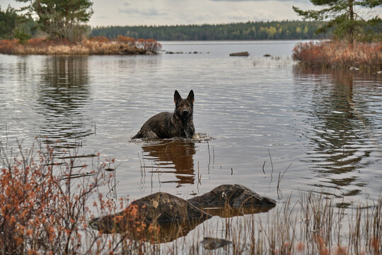 Beautiful German Shepherd Dog in Lake Velen in Skaraborg Sweden