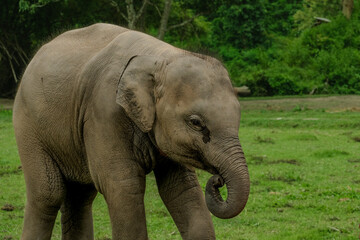 Obraz premium Young Elephant Calf Grazing Peacefully in the Thailand Countryside Rainforest Jungle 
