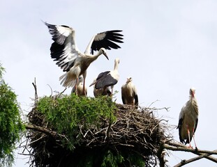 Viele Störche auf einem Nest ein Storch im Anflug