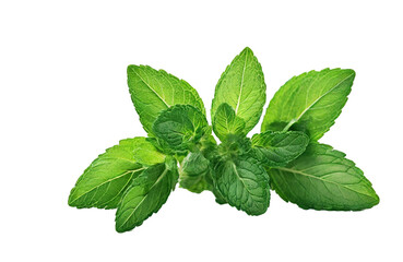 Fresh mint leaves on transparent background