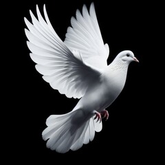 White dove flaps wings against black background
