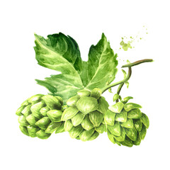 Fototapeta premium Fresh green hops branch (Humulus lupulus , Hand drawn watercolor illustration isolated on white background 