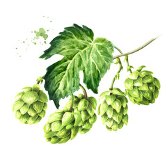 Fresh green hops branch (Humulus lupulus) and hop leaf. Hand drawn watercolor illustration isolated on white background