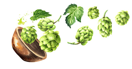 Falling Fresh green hops (Humulus lupulus) and hop leaves. Hand drawn watercolor illustration isolated on white background - obrazy, fototapety, plakaty