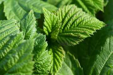 raspberry leaves 