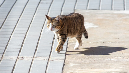 The cat walks along the paving slabs
