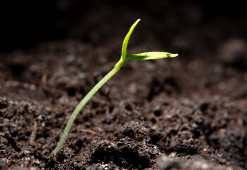 A tomato comes from a seed in the ground in the spring. Macro