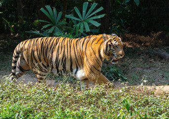 A tiger walking along a rainforest path