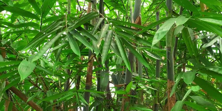 bamboo groves that grow naturally