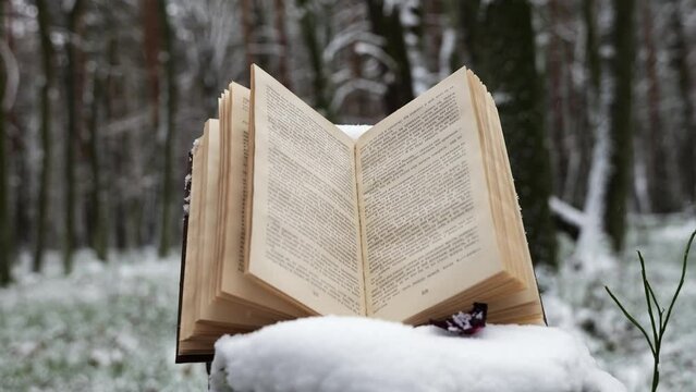 book in the forest under the snow with rose petals