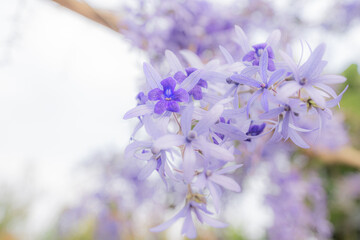 Purple wreath or Sandpaper vine or Purple wreath or queen wreath. Closeup Of the Petrea Volubilis Flowers Commonly Known As The Purple Wreath. selection focus. - 732621974